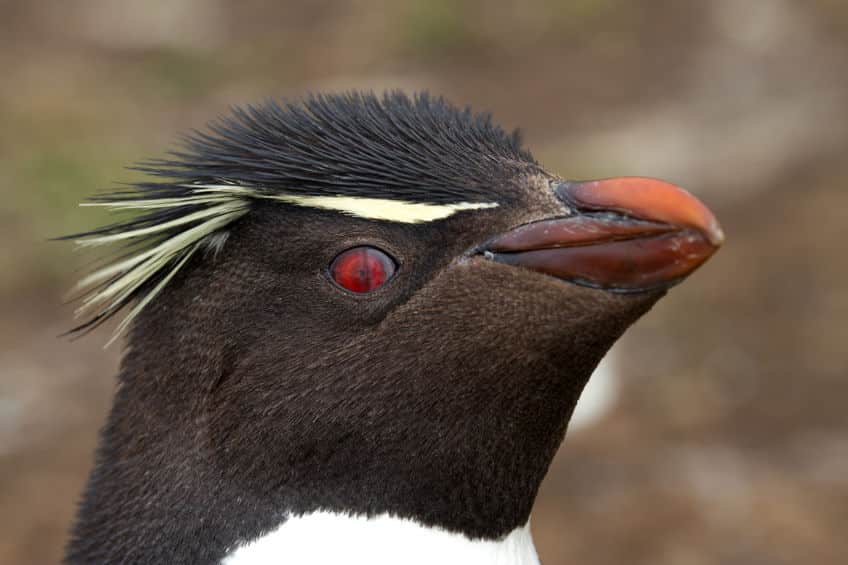 ペンギンの視力についてのトリビア