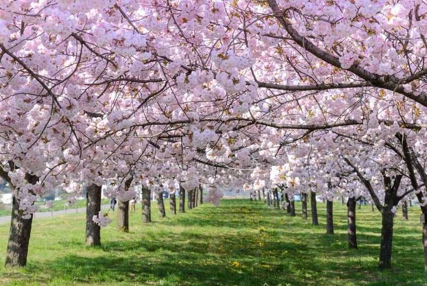 ソメイヨシノの花が先に咲く理由は「受粉の方法」と「温度開花」についてのトリビア