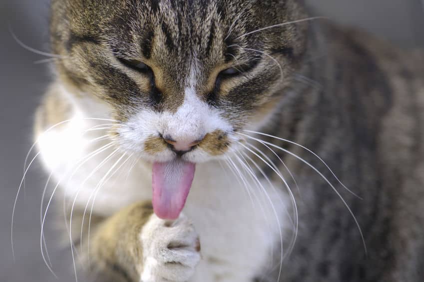 訓練で改善できるかも!猫舌の原因は舌の使い方が下手だから?という雑学まとめ