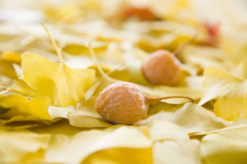 イチョウの種子「ぎんなん」は足の臭いがする?というトリビア
