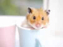 小動物の雑学まとめ