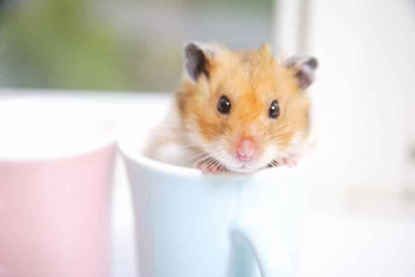 小動物の雑学まとめ