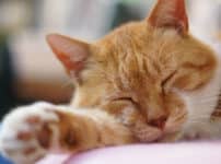 動物の癒やし雑学まとめ