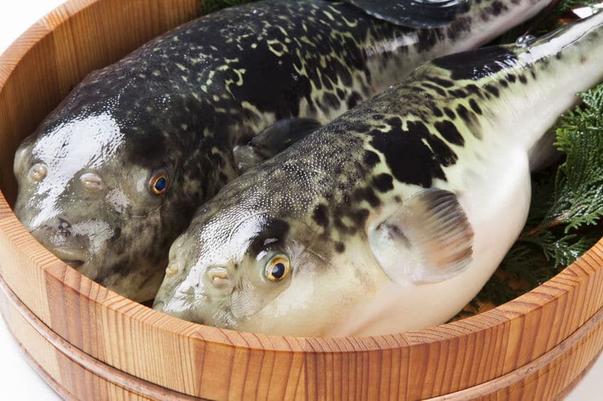 フグもフグ毒で死ぬというトリビア