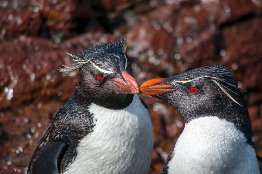 人間も見習いたい!ペンギンには遠距離恋愛が得意な種がいる【イワトビペンギン】についての雑学まとめ