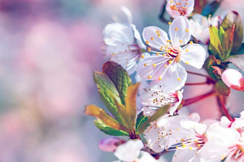 ソメイヨシノが"花が先で葉っぱがあと"なのはなぜ?という雑学まとめ