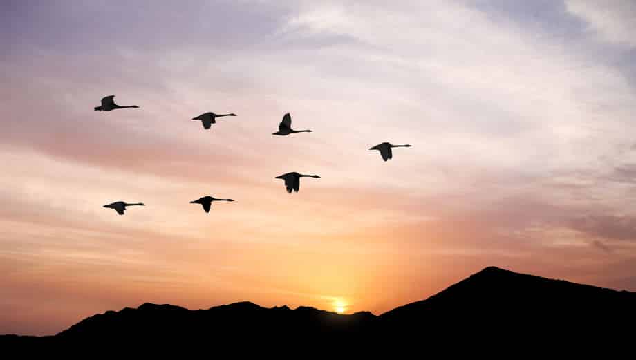 渡り鳥の群れがV字飛行で飛ぶ理由に関する雑学