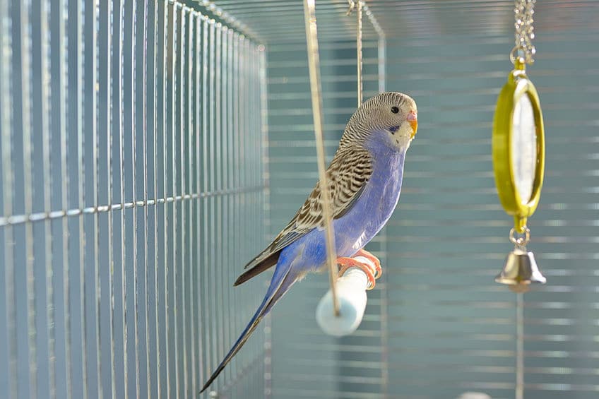 ペットのインコはなんで人間のマネするの?についてのトリビア