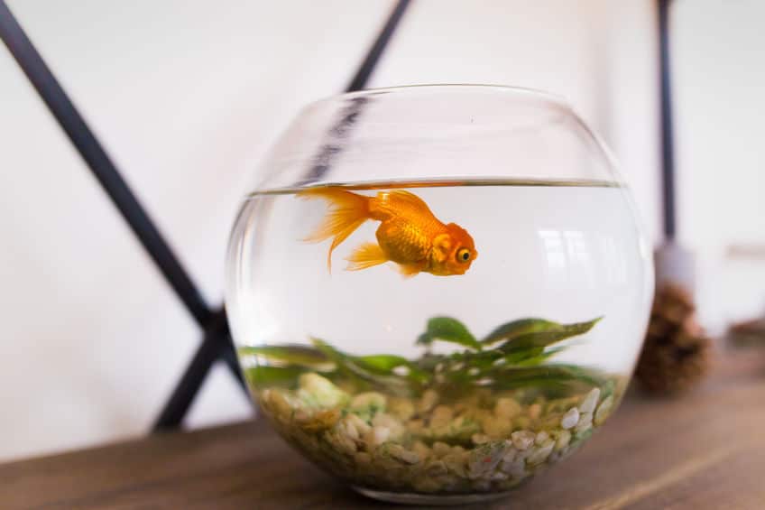 鱗が光った?黄金と同じ価値?金魚の名前の由来、知ってます?というトリビアまとめ