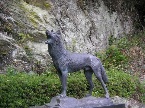 人間のせいかも…。"ニホンオオカミ"が絶滅した理由についての雑学まとめ