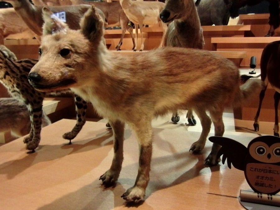 絶滅したニホンオオカミの剥製は国内に3体しか現存していないというトリビア
