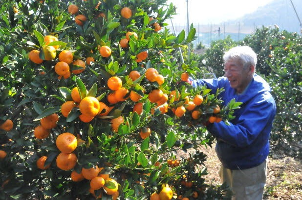 1157年に植えられたミカンの木が大分県にあるというトリビア