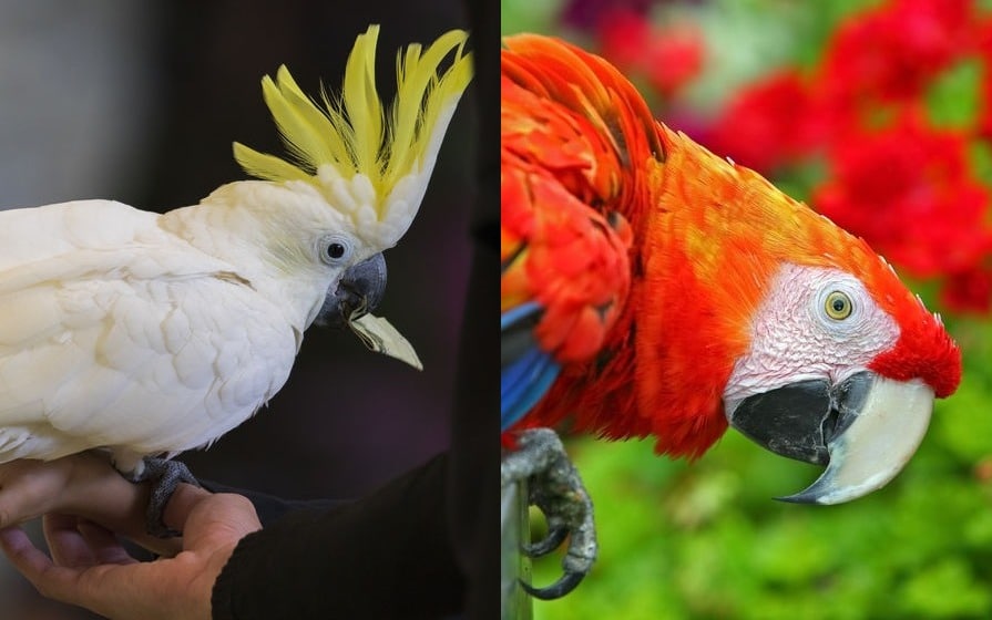 頭頂部に注目!オウムとインコの違いはなに?【冠羽】についての雑学まとめ