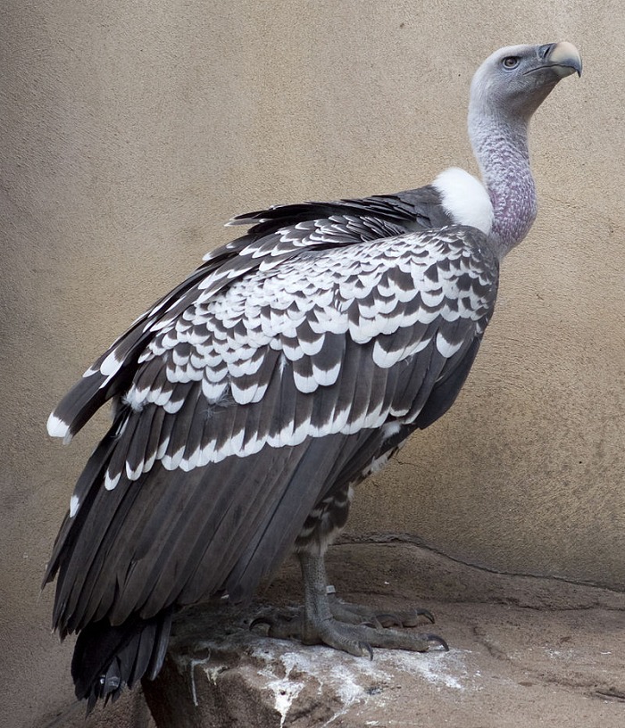飛行機よりも上空へ!?世界一高く飛べる鳥は"マダラハゲワシ"についての雑学まとめ