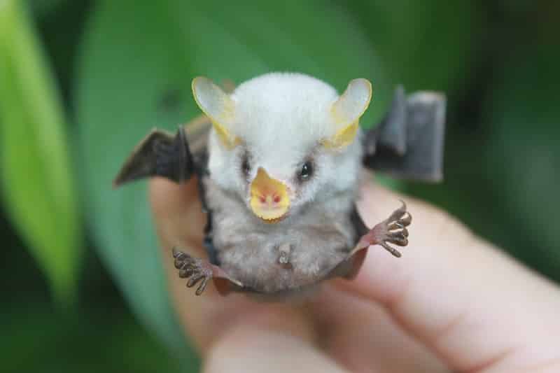 黒色だけじゃない!中米には白いコウモリがいる【シロヘラコウモリ】についての雑学まとめ