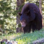 クマの冬眠は寝ているのではなくボケーっと過ごしている