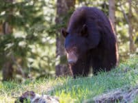 クマの冬眠は寝ているのではなくボケーっと過ごしている