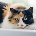 三毛猫のオスが生まれる確率はとっても低いという雑学