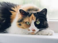 三毛猫のオスが生まれる確率はとっても低いという雑学