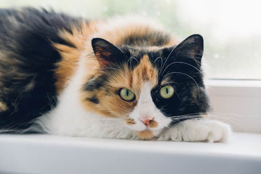 三毛猫のオスが生まれる確率はとっても低いという雑学