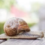 カタツムリの目はどこにあるのかという雑学