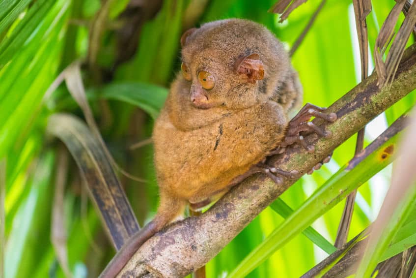 実は動かせない…メガネザルの目の秘密とは?【動画あり】についての雑学まとめ