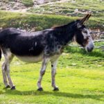 「ラバ」はメスの馬とオスのロバから産まれた動物という雑学