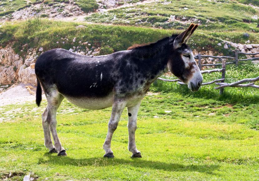 「ラバ」はメスの馬とオスのロバから産まれた動物という雑学