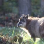 ニホンカモシカはウシという雑学