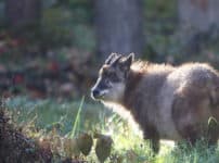 ニホンカモシカはウシという雑学