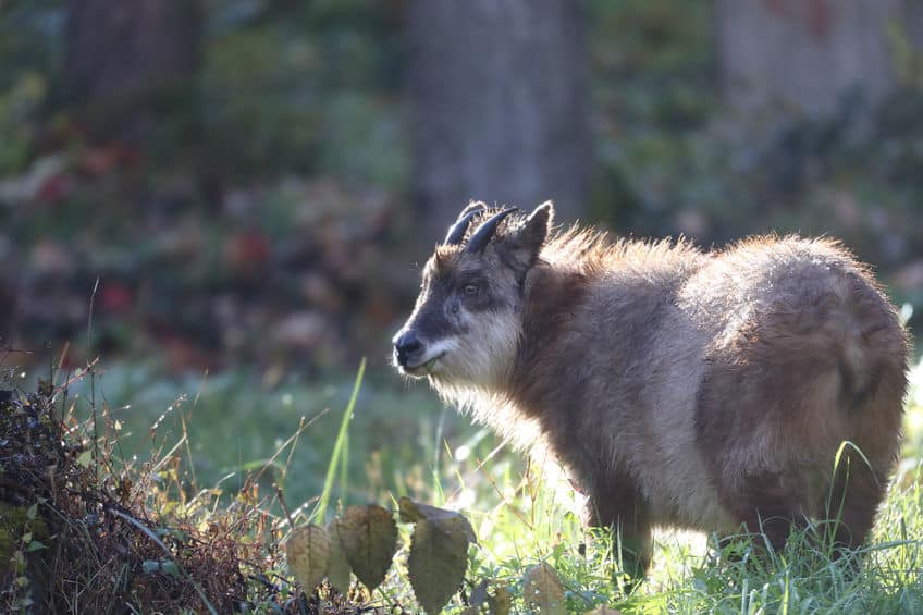 ニホンカモシカはウシという雑学