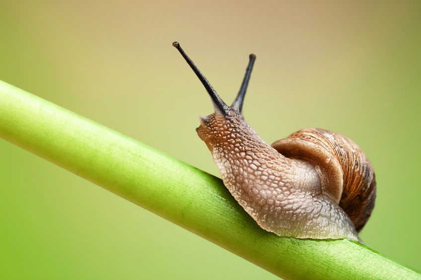 カタツムリの目は触角の先にあるが、あまり見えていないというトリビア
