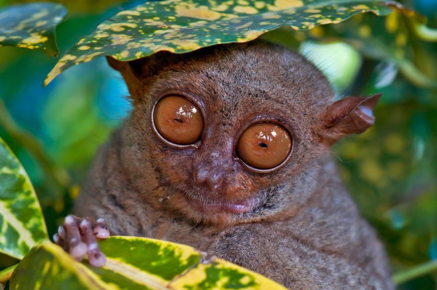 メガネザルの目は、眼球が大きすぎて頭蓋骨との間にすきまがないというトリビア