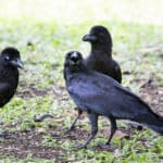 カラスは人の顔をおぼえるという雑学