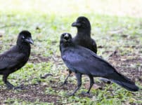 カラスは人の顔をおぼえるという雑学