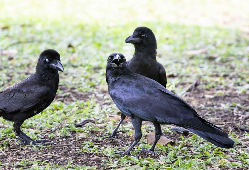 カラスは人の顔をおぼえるという雑学