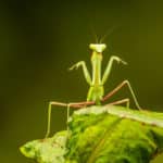 カマキリの別名はおがみ虫という雑学