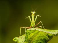 カマキリの別名はおがみ虫という雑学