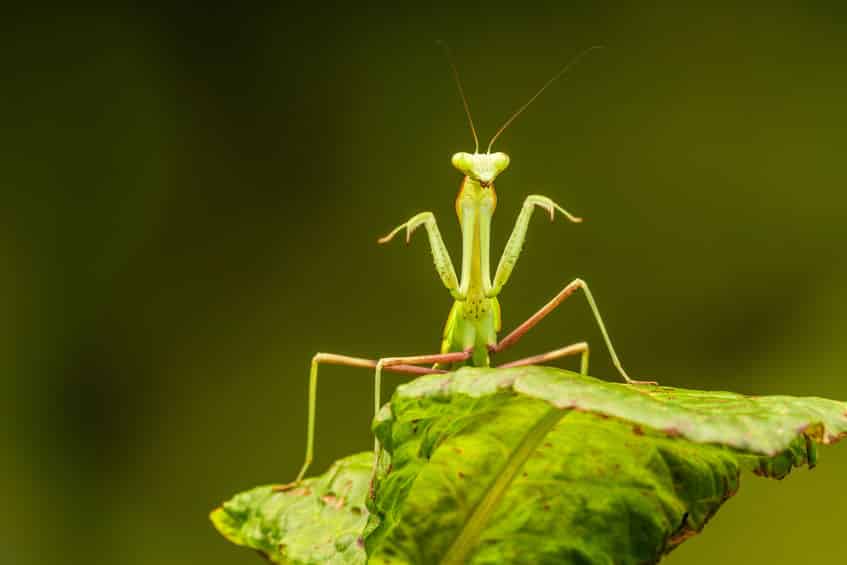 カマキリの別名はおがみ虫という雑学