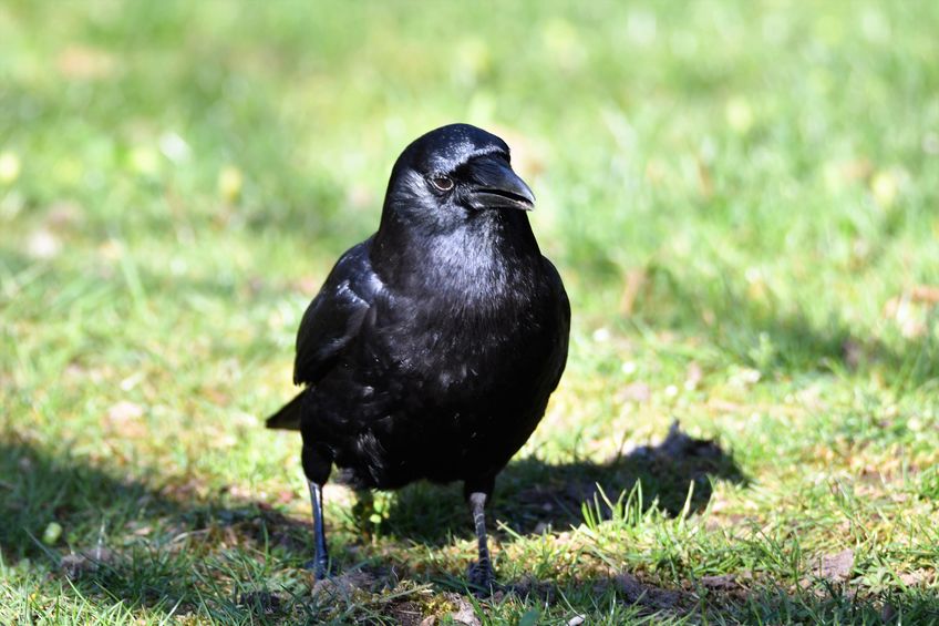 カラスはキレイ好き!汚いどころか頻繁に入浴してます。【動画あり】についての雑学まとめ