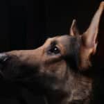 がんのニオイをかぎ分ける犬が研究されているという雑学