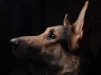 がんのニオイをかぎ分ける犬が研究されているという雑学