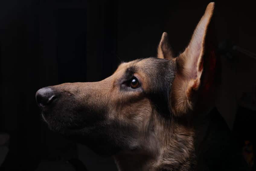がんのニオイをかぎ分ける犬が研究されているという雑学