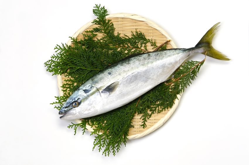 見た目も味も違うけど…?ブリとハマチは同じ魚【出世魚】についてのトリビアまとめ