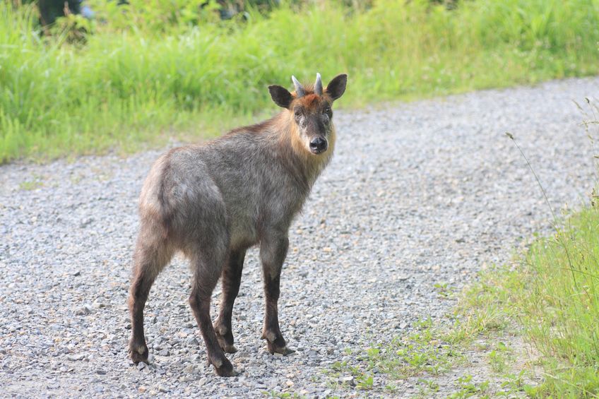 野生のニホンカモシカに出会ったら、気をつけたいことについてのトリビア