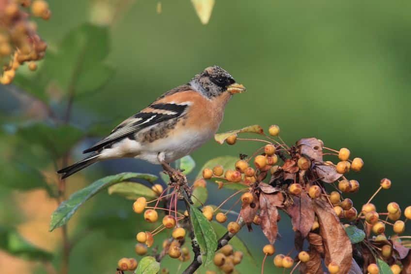 植物と鳥の共存!木の実が派手な色なのはなぜかという雑学まとめ