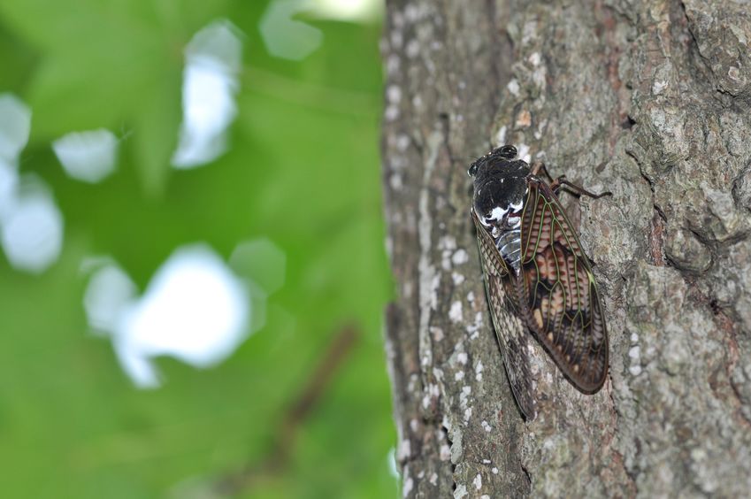 セミの成虫は、実は一ヶ月ほど生きているというトリビア