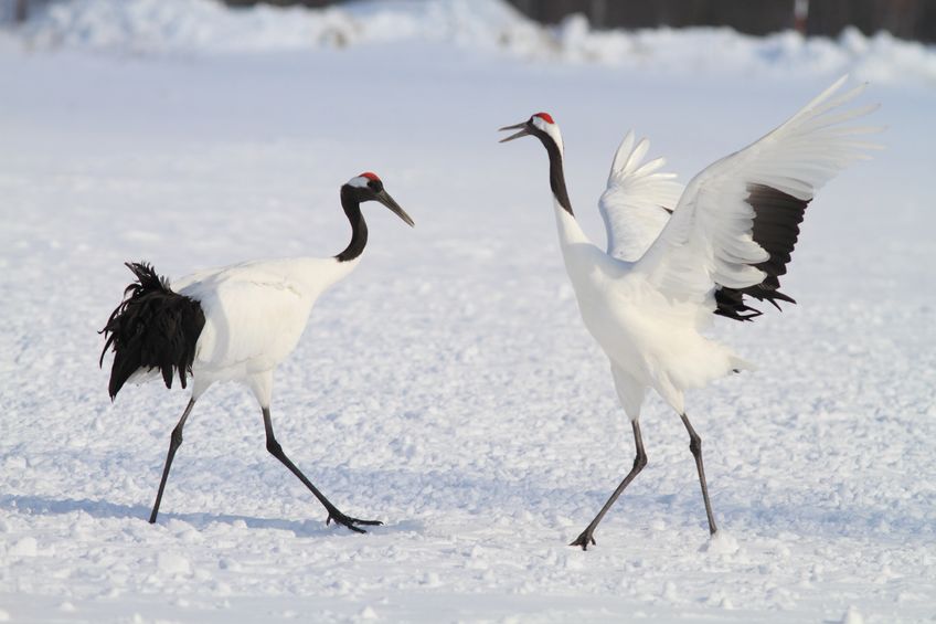 仲睦まじいツルの夫婦のダンスと鳴き合いについてのトリビア
