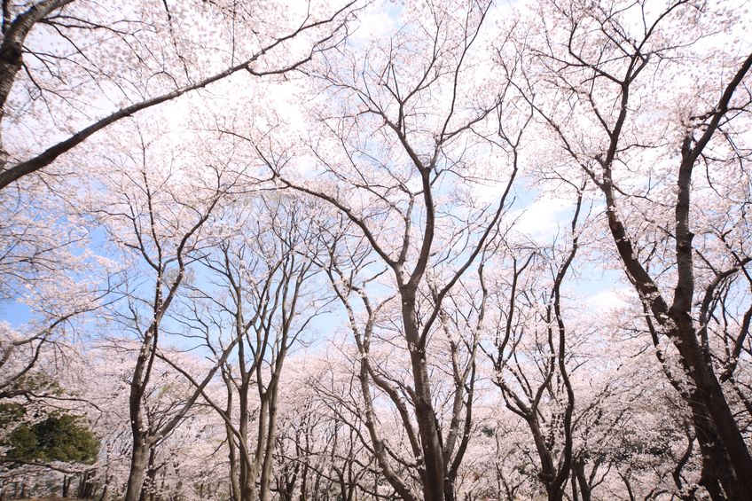 ソメイヨシノの雑学まとめ