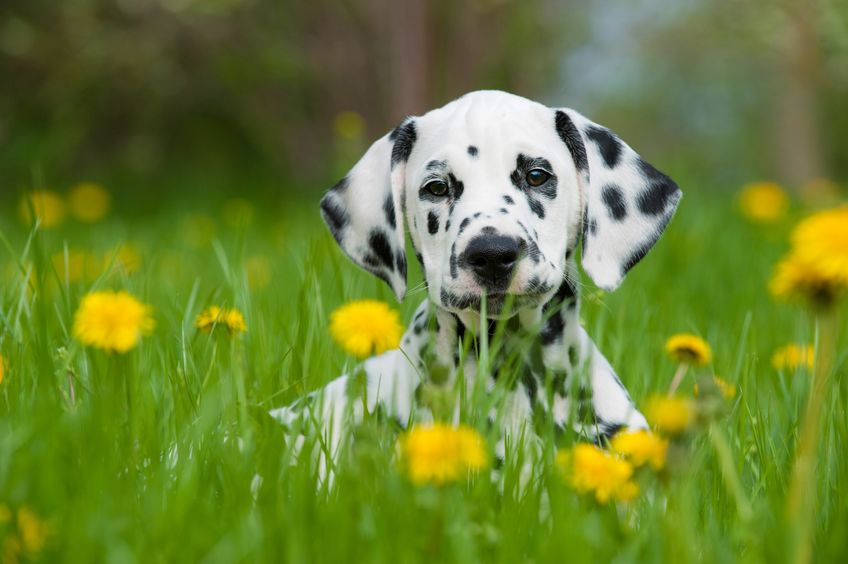ダルメシアンは消防署のマスコット犬!その由来についての雑学まとめ